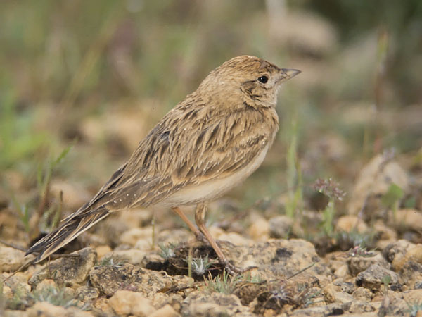 Lyhytvarvaskiuru, Greater Short-toed Lark, Calandrella brachydactyla